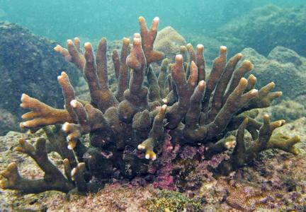 CotW: Montipora samarensis