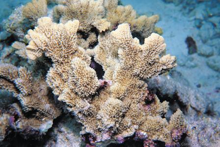 CotW: Montipora saudii