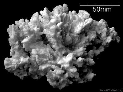 CotW: Montipora saudii