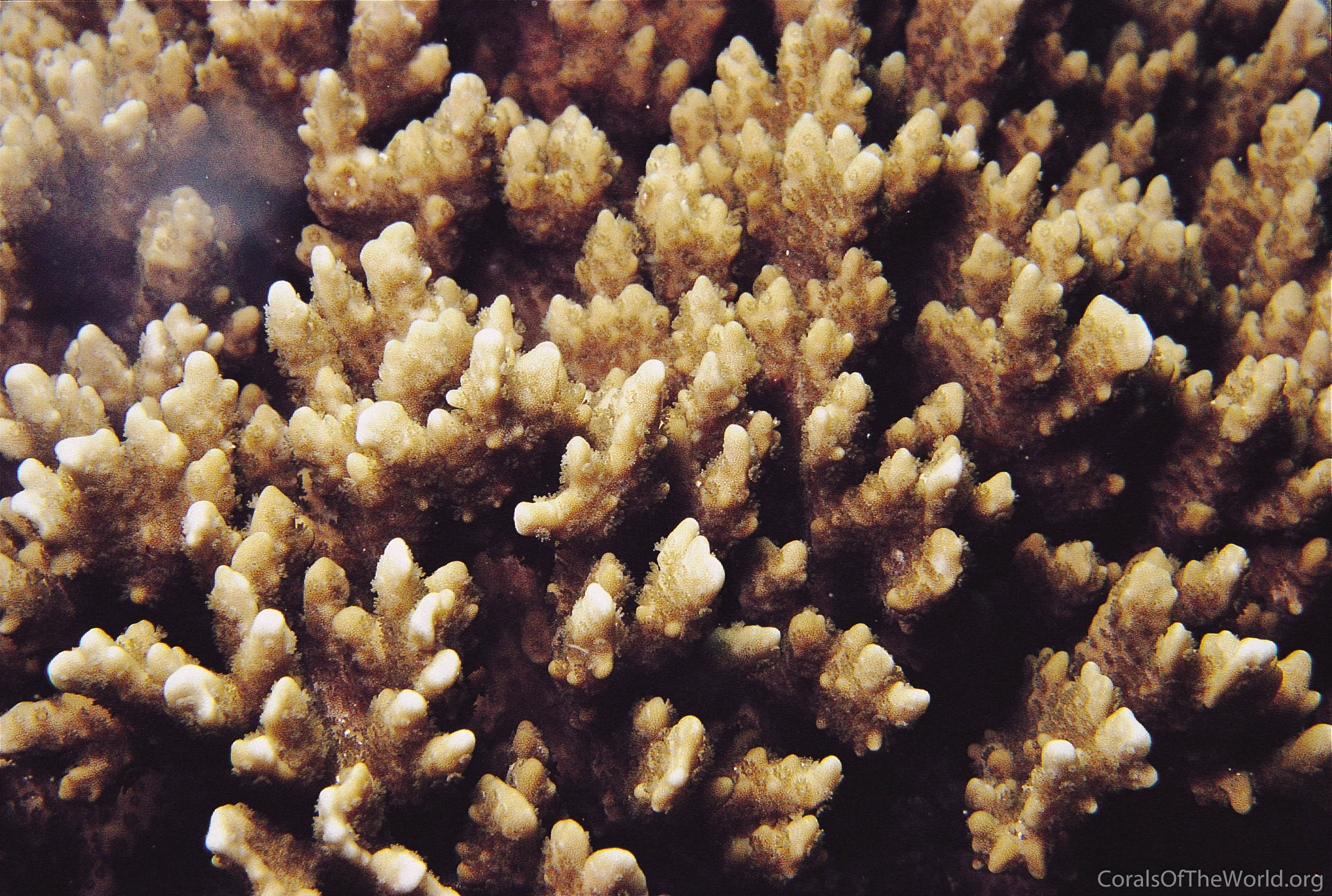 Montipora setosa