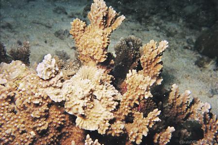 CotW preview: Montipora setosa