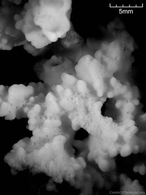 CotW: Montipora setosa