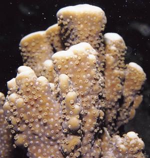 CotW preview: Montipora spongodes