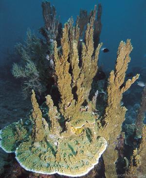 CotW preview: Montipora spumosa