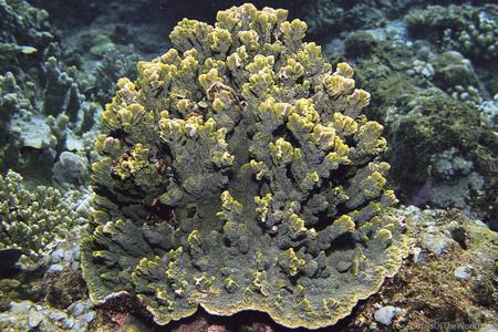 CotW: Montipora spumosa