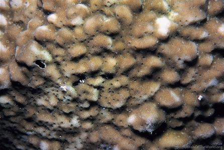CotW: Montipora spumosa
