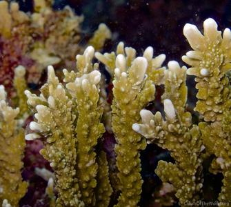 CotW preview: Montipora stellata