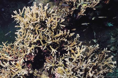 CotW: Montipora stellata