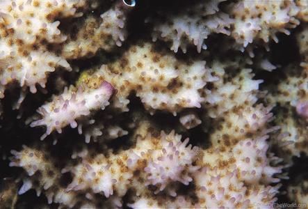 CotW preview: Montipora stilosa