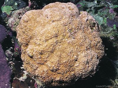 CotW preview: Montipora stilosa