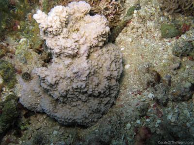 CotW: Montipora taiwanensis