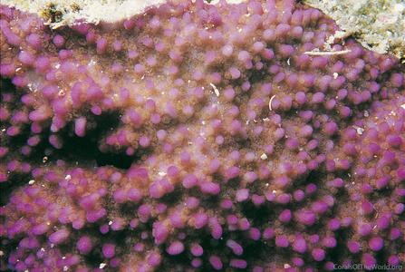 CotW preview: Montipora tuberculosa
