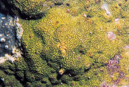 CotW: Montipora tuberculosa