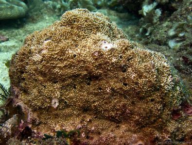 CotW: Montipora tuberculosa