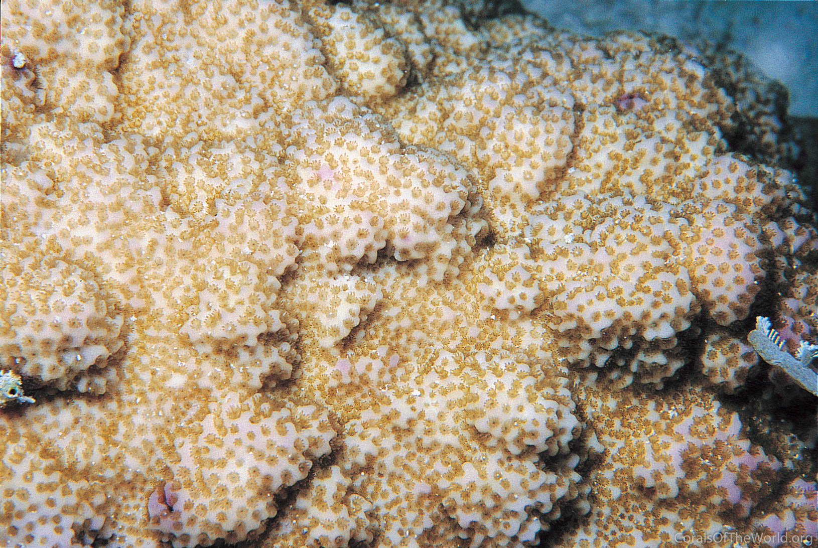 Montipora turgescens