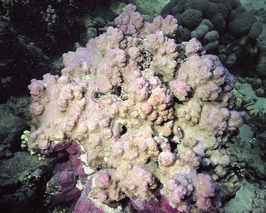 CotW: Montipora turgescens