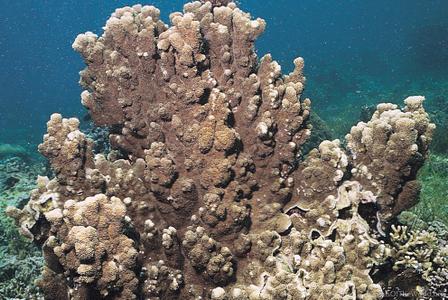 CotW preview: Montipora turtlensis