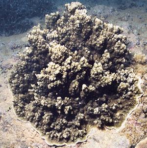 CotW: Montipora turtlensis