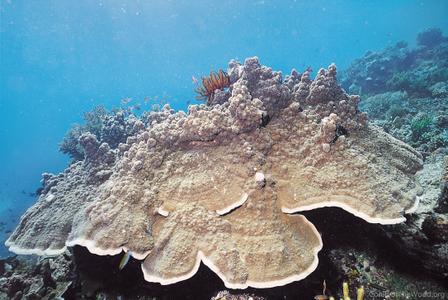 CotW: Montipora turtlensis