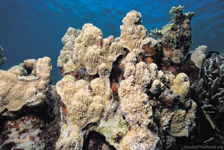 CotW: Montipora undata