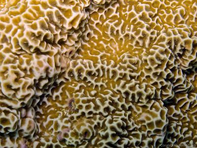 CotW: Montipora undata