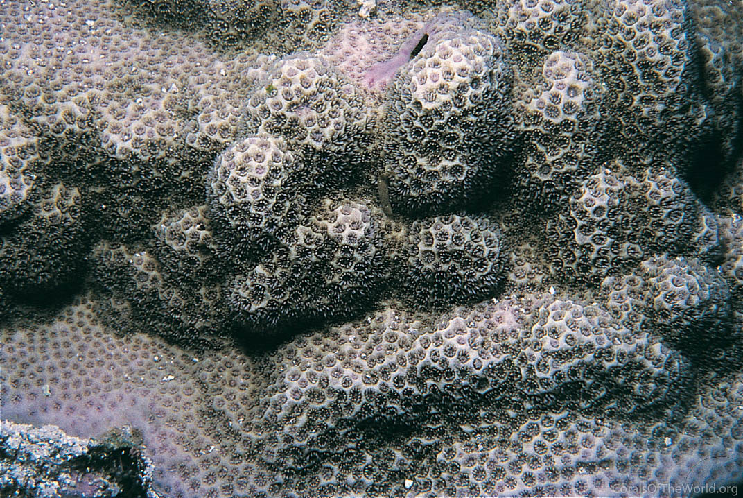 Montipora venosa