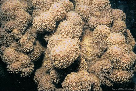 CotW preview: Montipora venosa