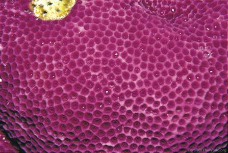 CotW: Montipora venosa