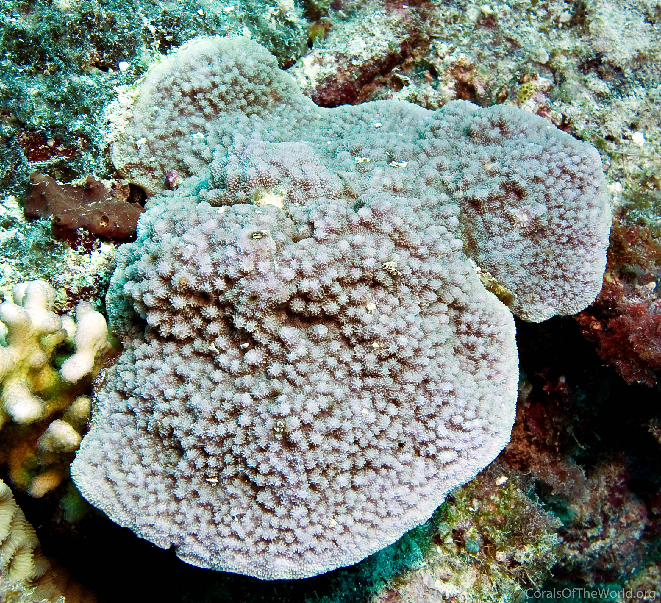 Image from Corals of the World: Montipora verrilli