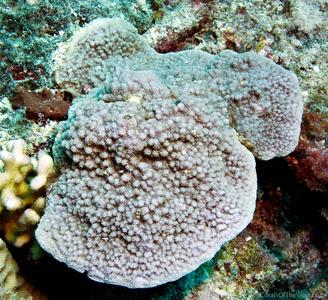 CotW preview: Montipora verrilli