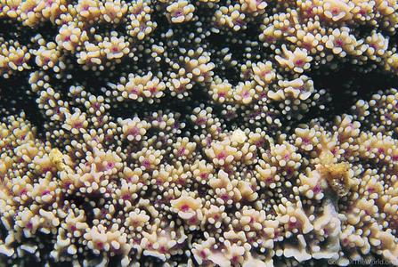 CotW: Montipora verrilli