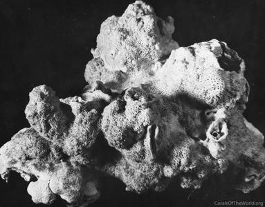 CotW: Montipora verrilli