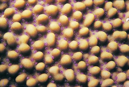 CotW preview: Montipora verrucosa