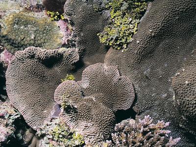 CotW preview: Montipora verruculosus