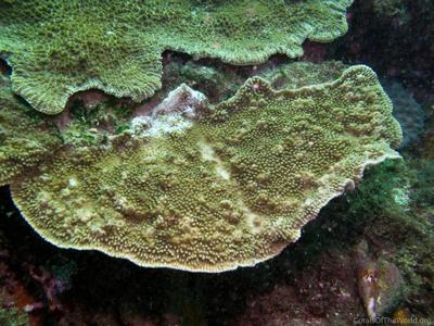 CotW: Montipora verruculosus