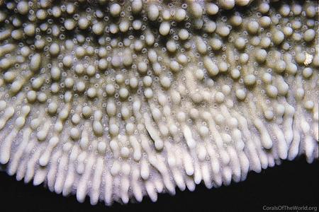 CotW: Montipora verruculosus