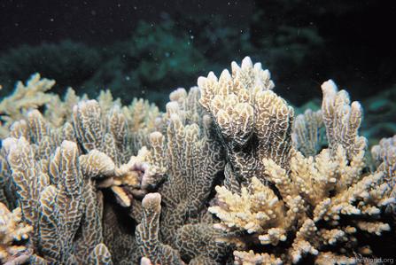 CotW: Montipora vietnamensis