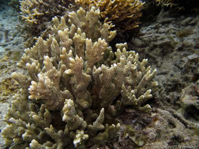 CotW: Montipora vietnamensis