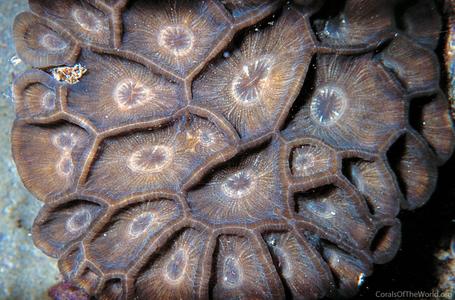 CotW: Moseleya latistellata