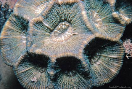 CotW: Moseleya latistellata