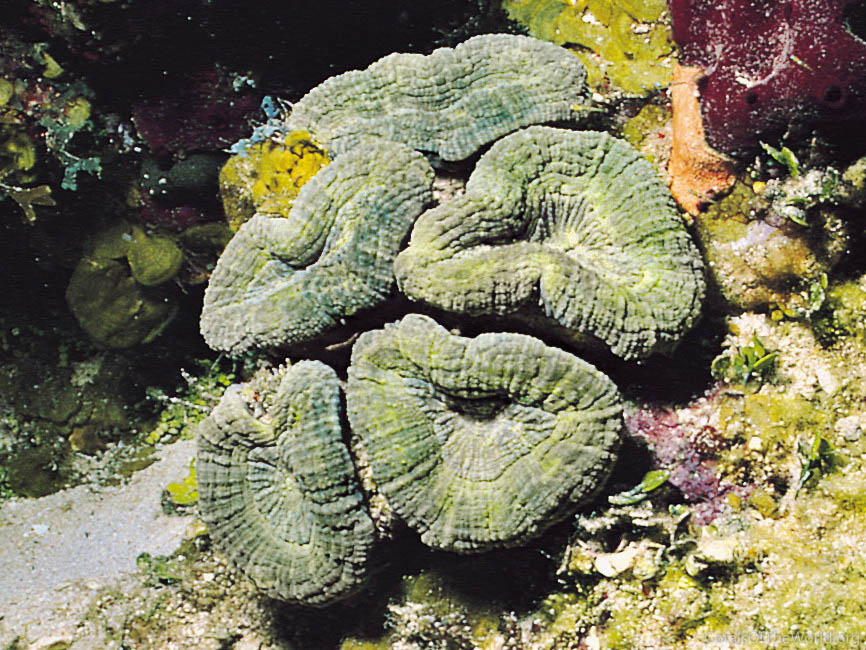 Mussa angulosa