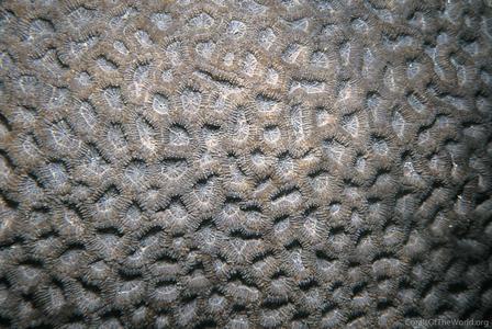 CotW preview: Mussismilia braziliensis