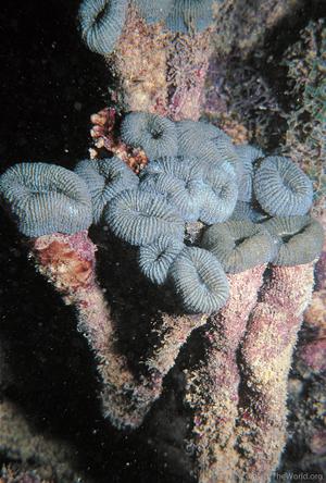 CotW: Mussismilia harttii