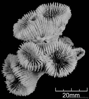 CotW: Mussismilia harttii