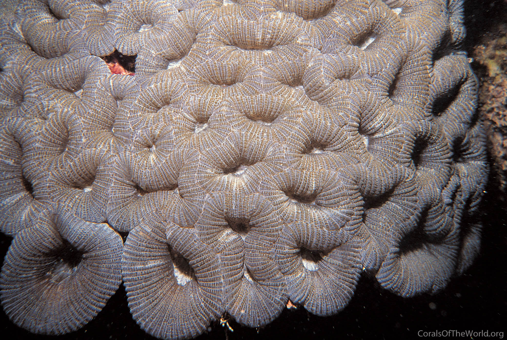 Mussismilia hispida