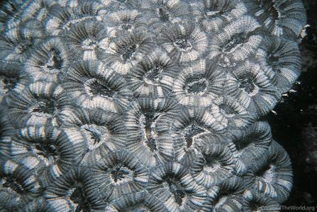 CotW preview: Mussismilia hispida
