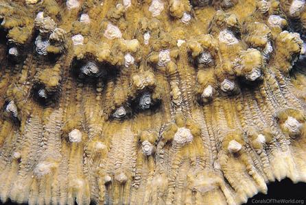 CotW: Mycedium elephantotus
