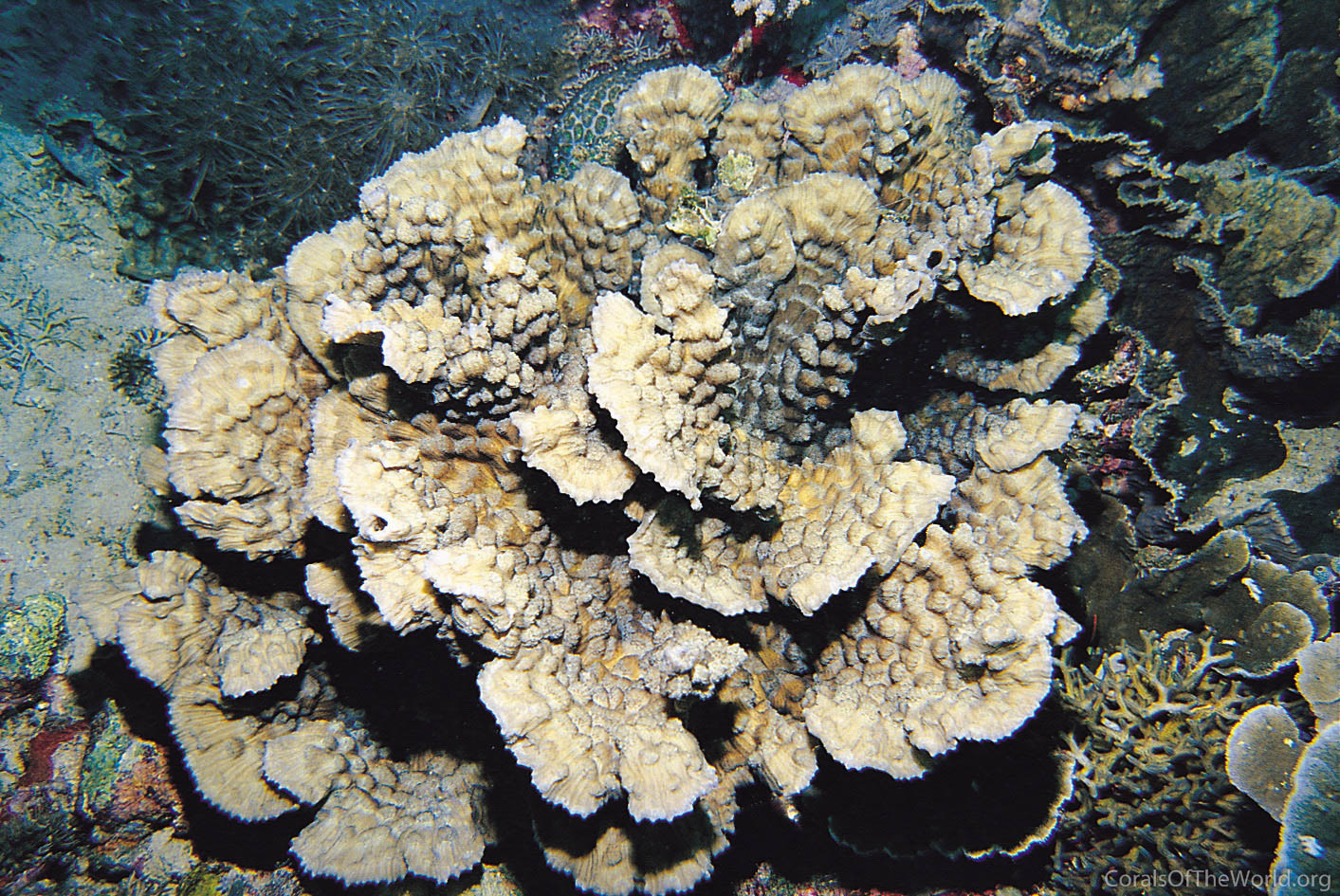 Image from Corals of the World: Mycedium mancaoi