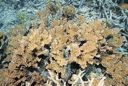 CotW preview: Mycedium mancaoi