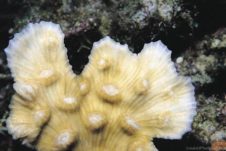CotW: Mycedium mancaoi